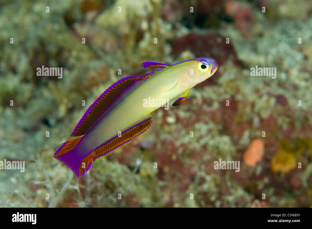 Viola Fire ghiozzo, Nemateleotris decora, Oceano Indiano, Maldive Foto Stock