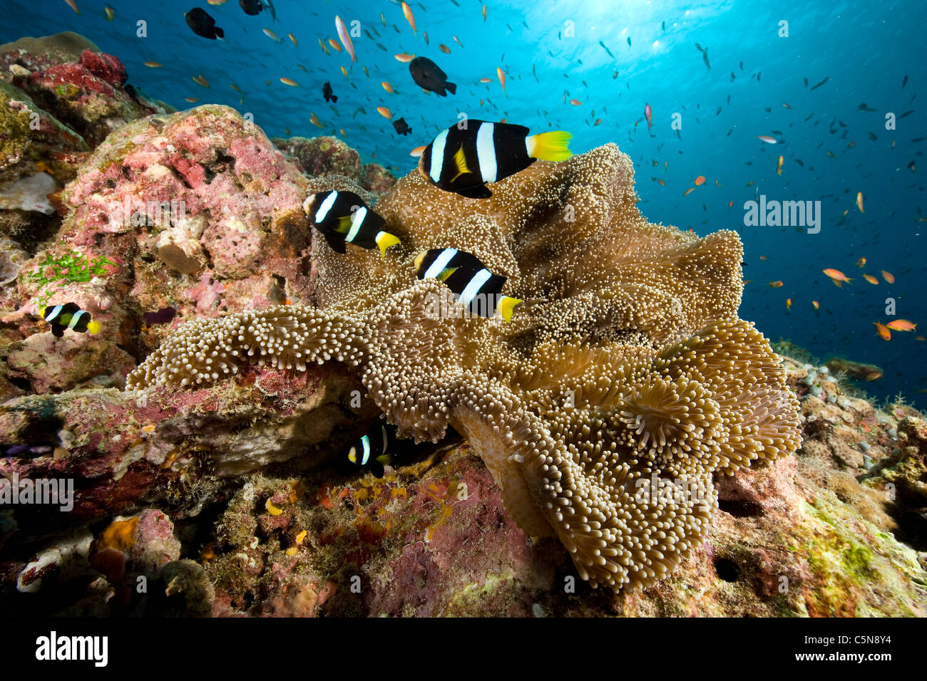 Gruppo di Seabaes Anemonefish, Amphrprion seabe, Oceano Indiano, Maldive Foto Stock