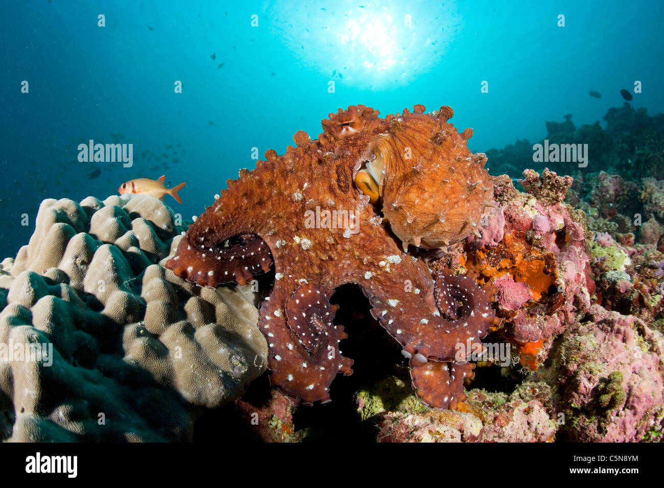 Polpo sulla barriera corallina, Octopus vulgaris, Oceano Indiano, Maldive Foto Stock
