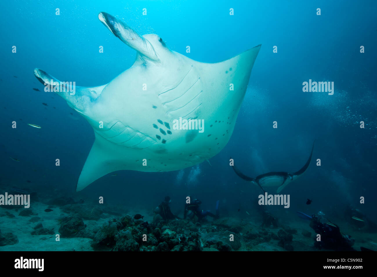 Manta, Manta birostris, Oceano Indiano, Maldive Foto Stock