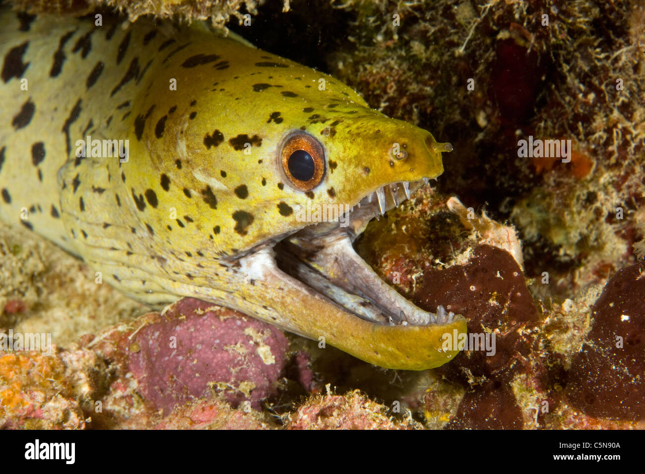 Fimbriated Moray, Gymnothorax fimbriatus, Oceano Indiano, Maldive Foto Stock