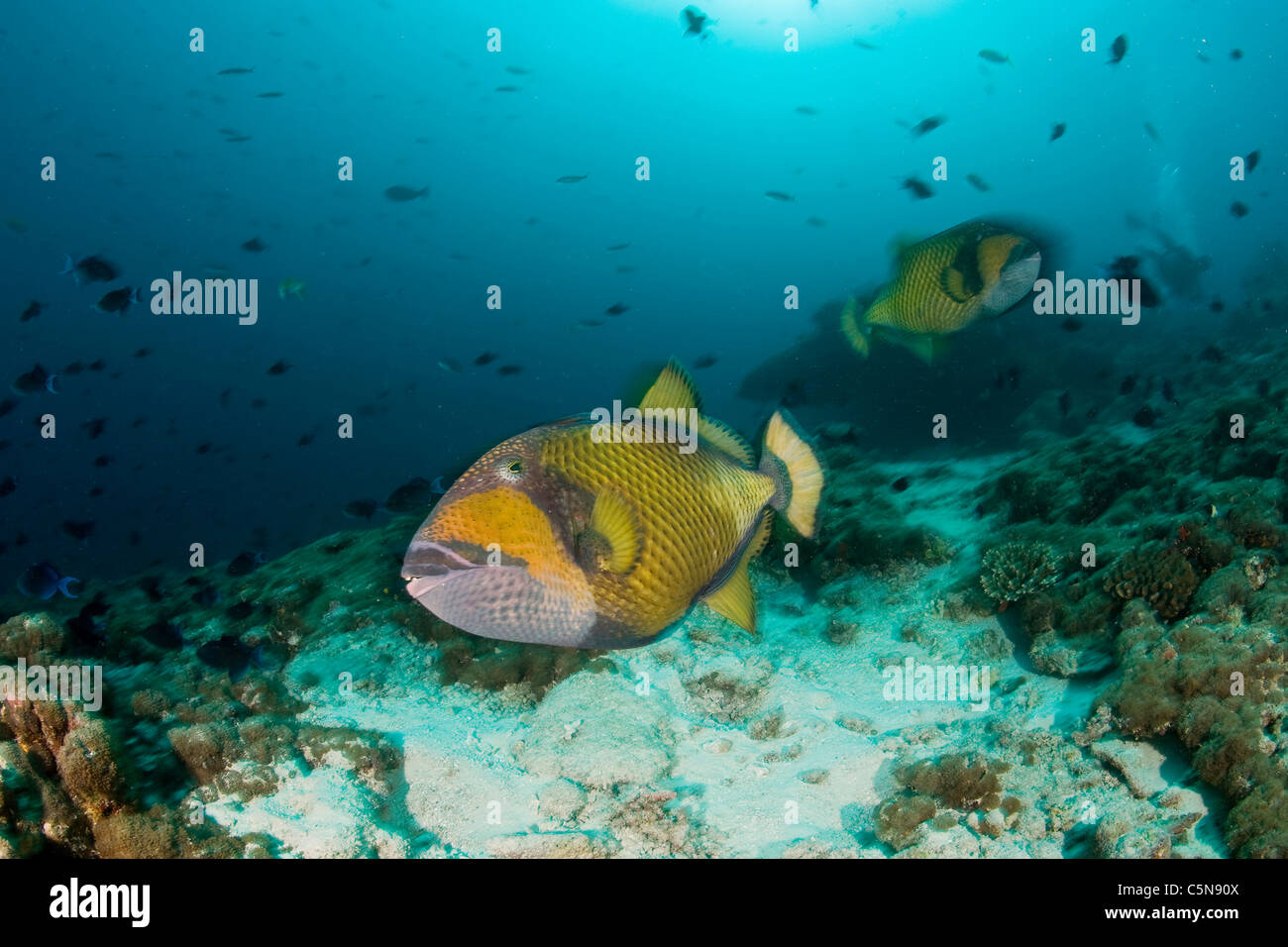 Titan Pesci balestra, Balistoides viridescens, Oceano Indiano, Maldive Foto Stock