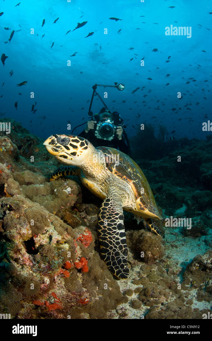 Scuba Diver preso le foto da tartaruga embricata, Eretmochelys imbricata, Oceano Indiano, Maldive Foto Stock