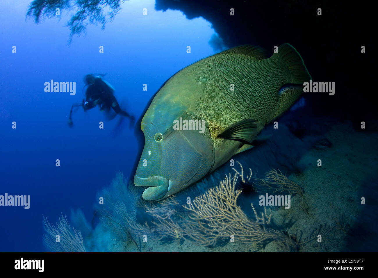 Un pesce napoleone, Cheilinus undulatus, Oceano Indiano, Maldive Foto Stock