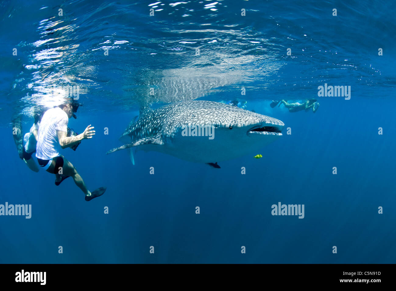 Immersioni con Squali Balena, Rhicodon typus, Oceano Indiano, Maldive Foto Stock