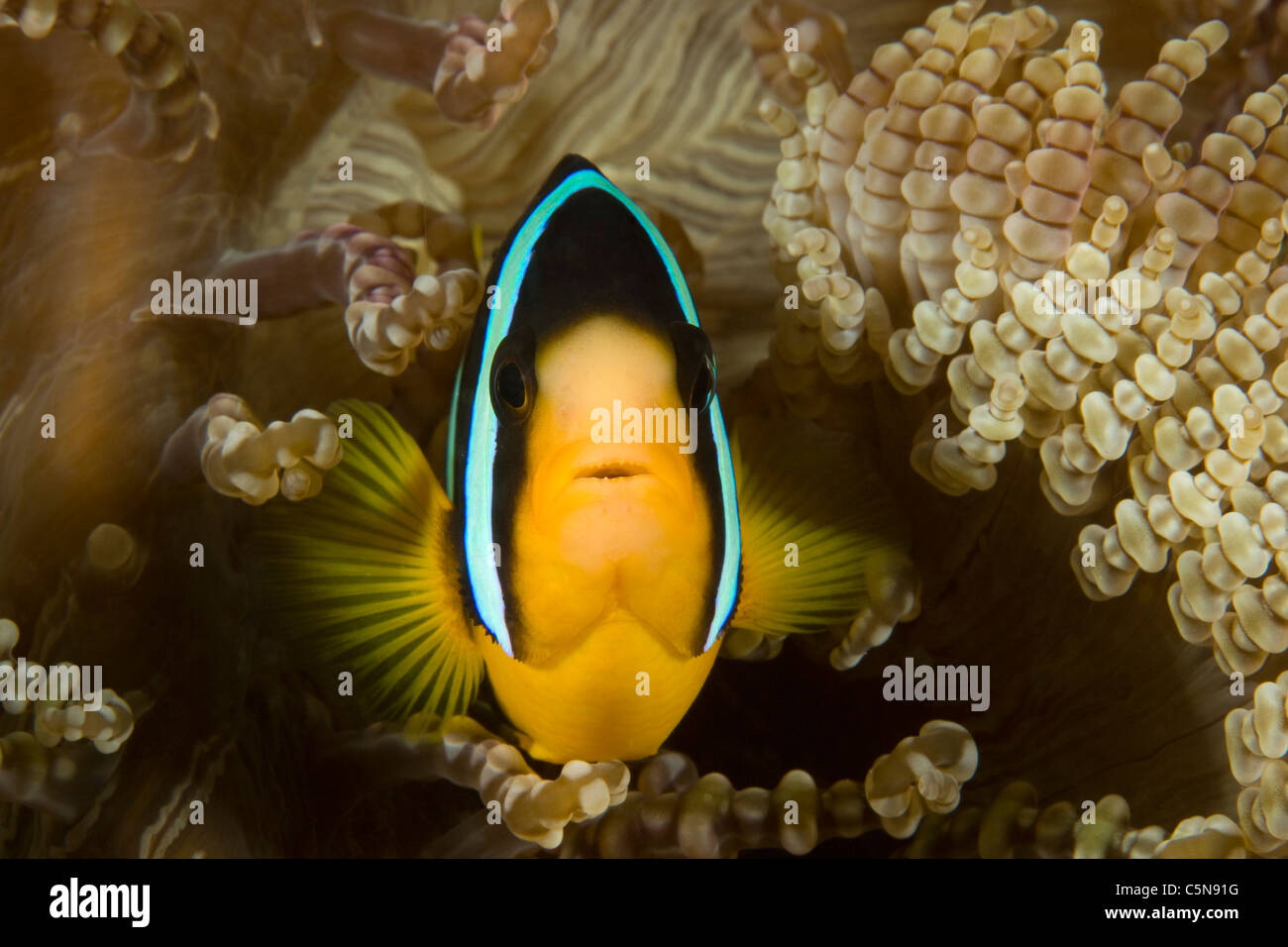 Sebaes, Anemonefish Amphiprion sebae, Oceano Indiano, Maldive Foto Stock