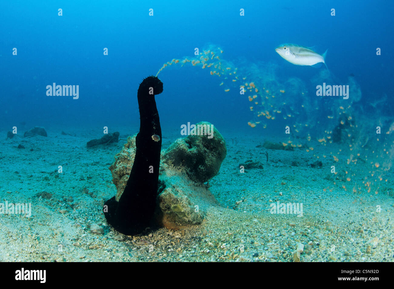 Cetriolo marittimo depongono le uova ist, Holothuria leucospilota, Kimbe Bay di New Britain, Papua Nuova Guinea Foto Stock