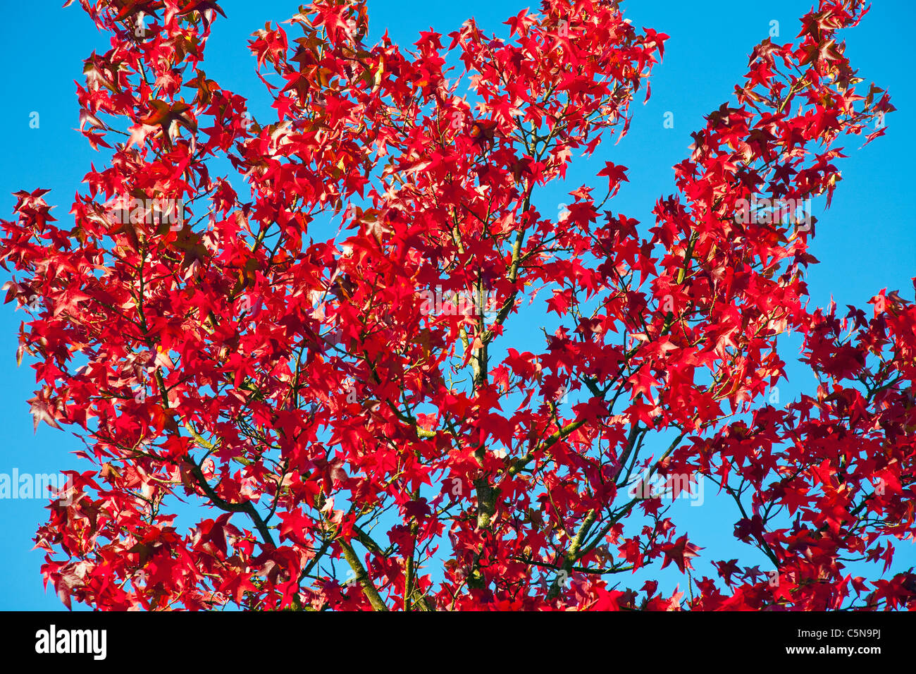 Contrasto di autunno Foto Stock
