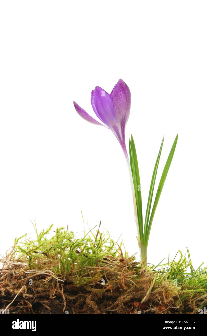 Un unico viola fiore Crocus crescendo in erba e muschio bianco contro Foto Stock