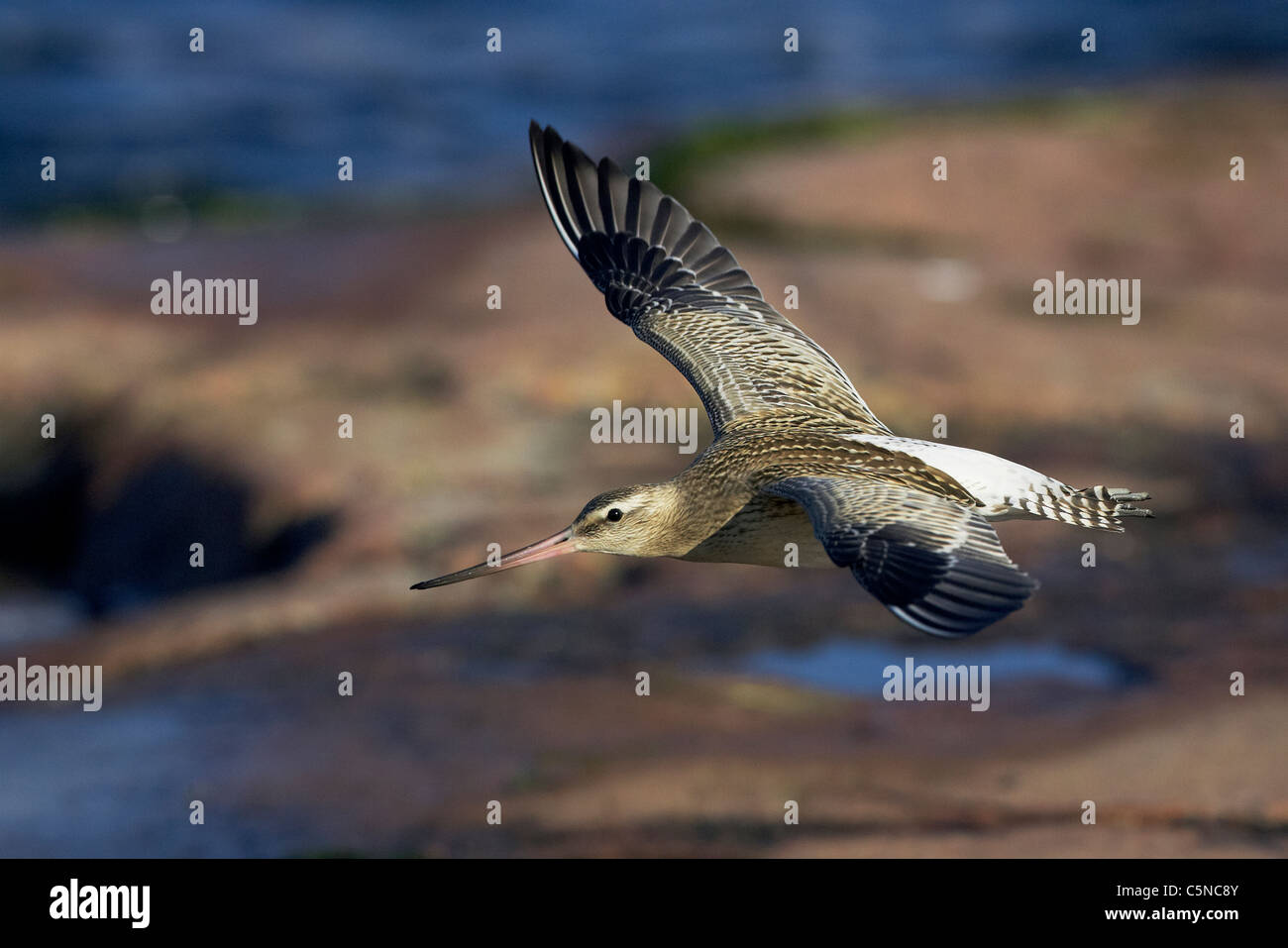 Bar-tailed Godwit (Limosa lapponica) in volo. Foto Stock