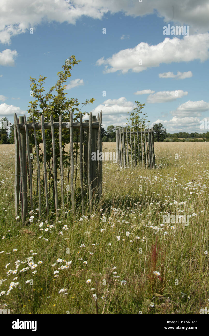 Protezione per albero giovane alberelli, Croome Park, Pershore, Worcestershire, Regno Unito Foto Stock