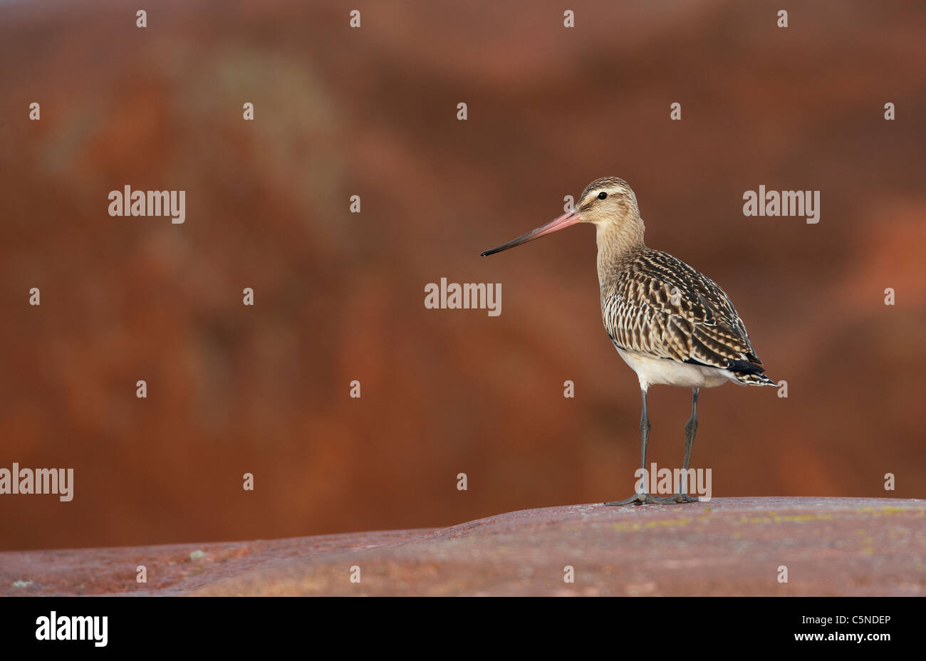 Bar-tailed Godwit (Limosa lapponica). Bambino in piedi su una roccia Foto Stock