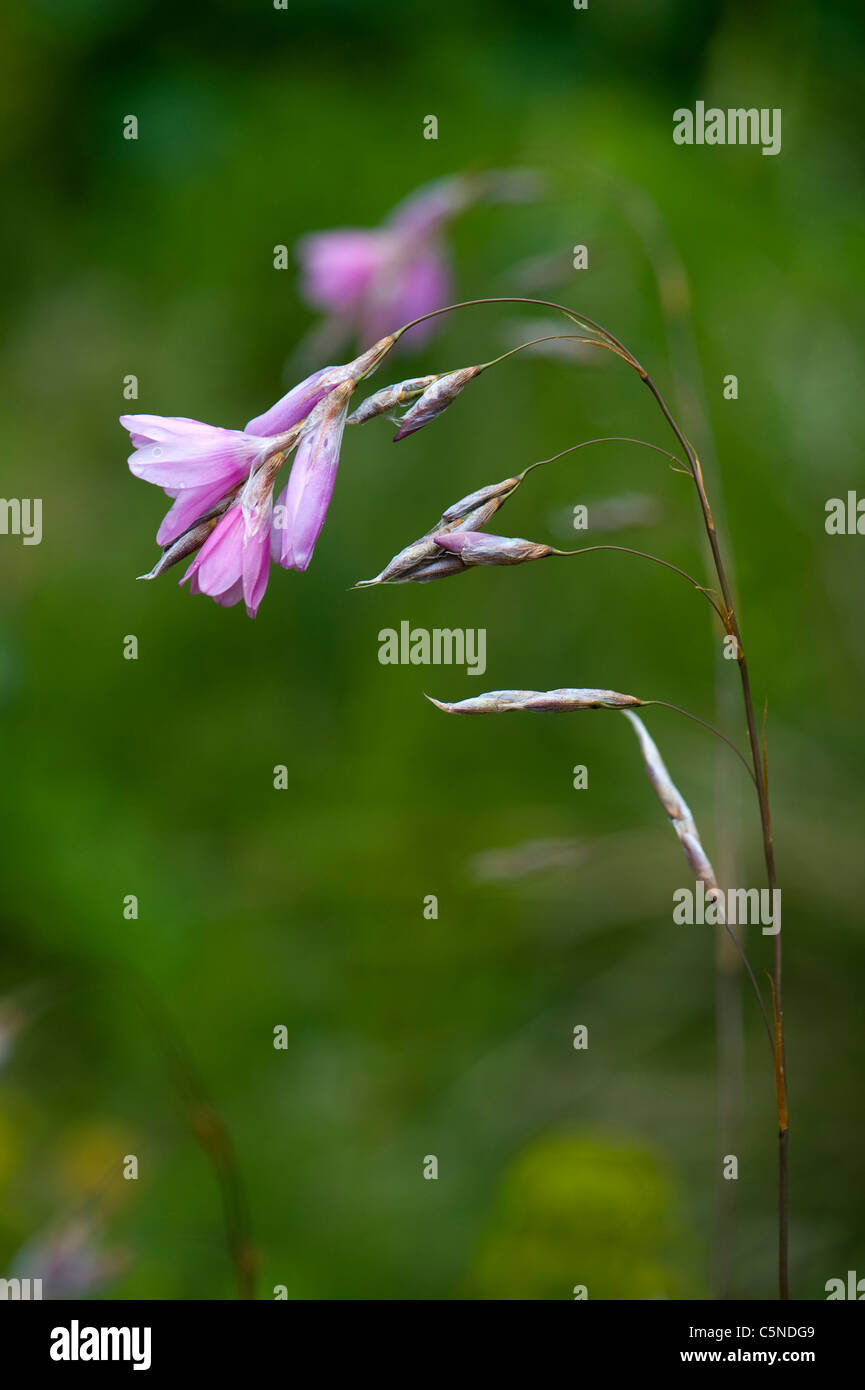 Dierama flower - Angelo la canna da pesca - Blue Belle Foto Stock