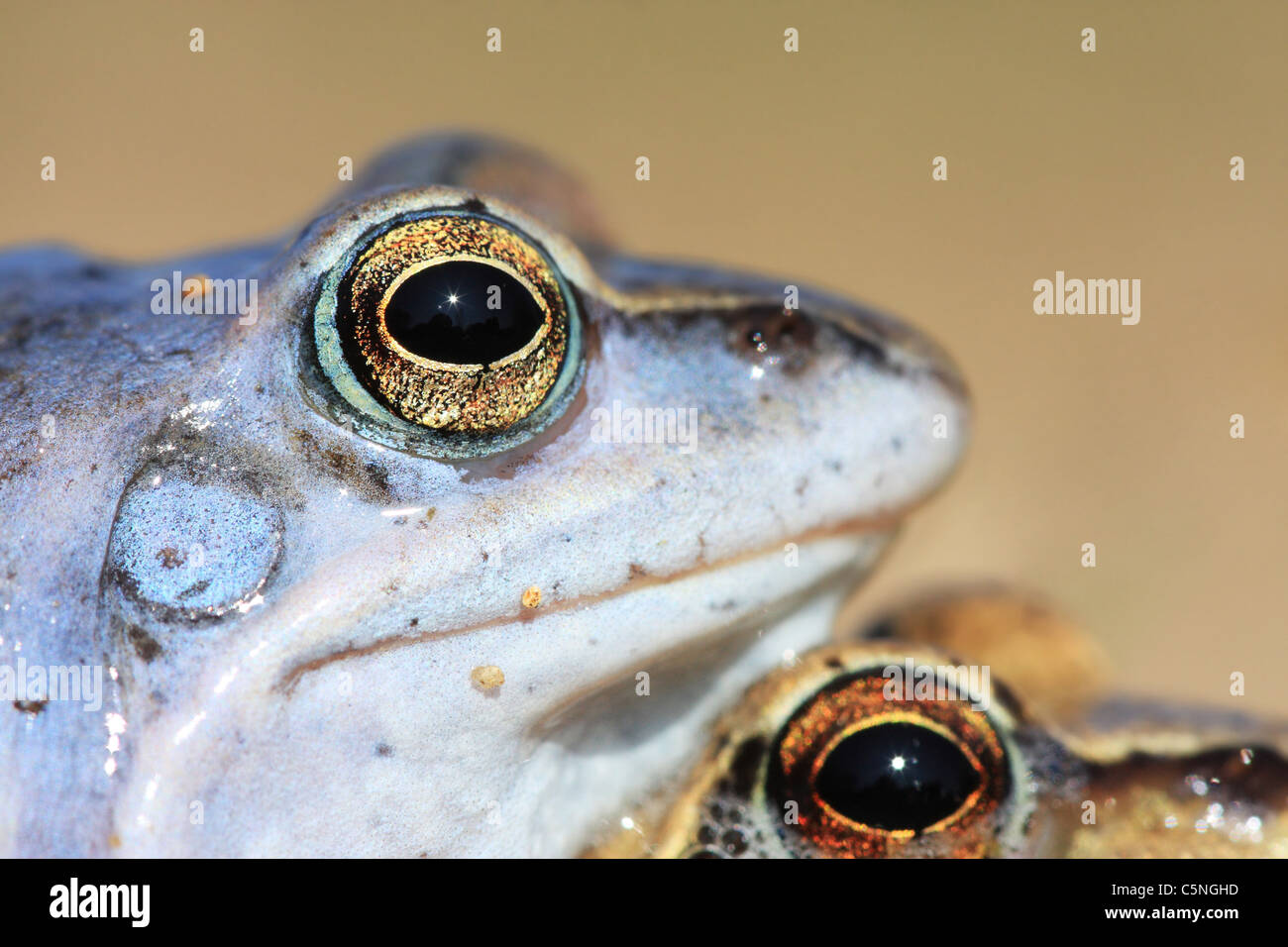 Moor Frog (Rana arvalis) maschio blu ritratto Foto Stock