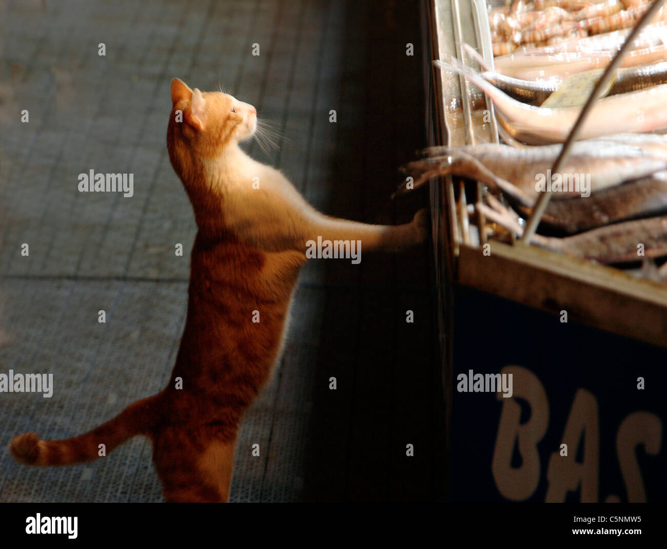 Cat al mercato del pesce FETHIYE Turchia Foto Stock
