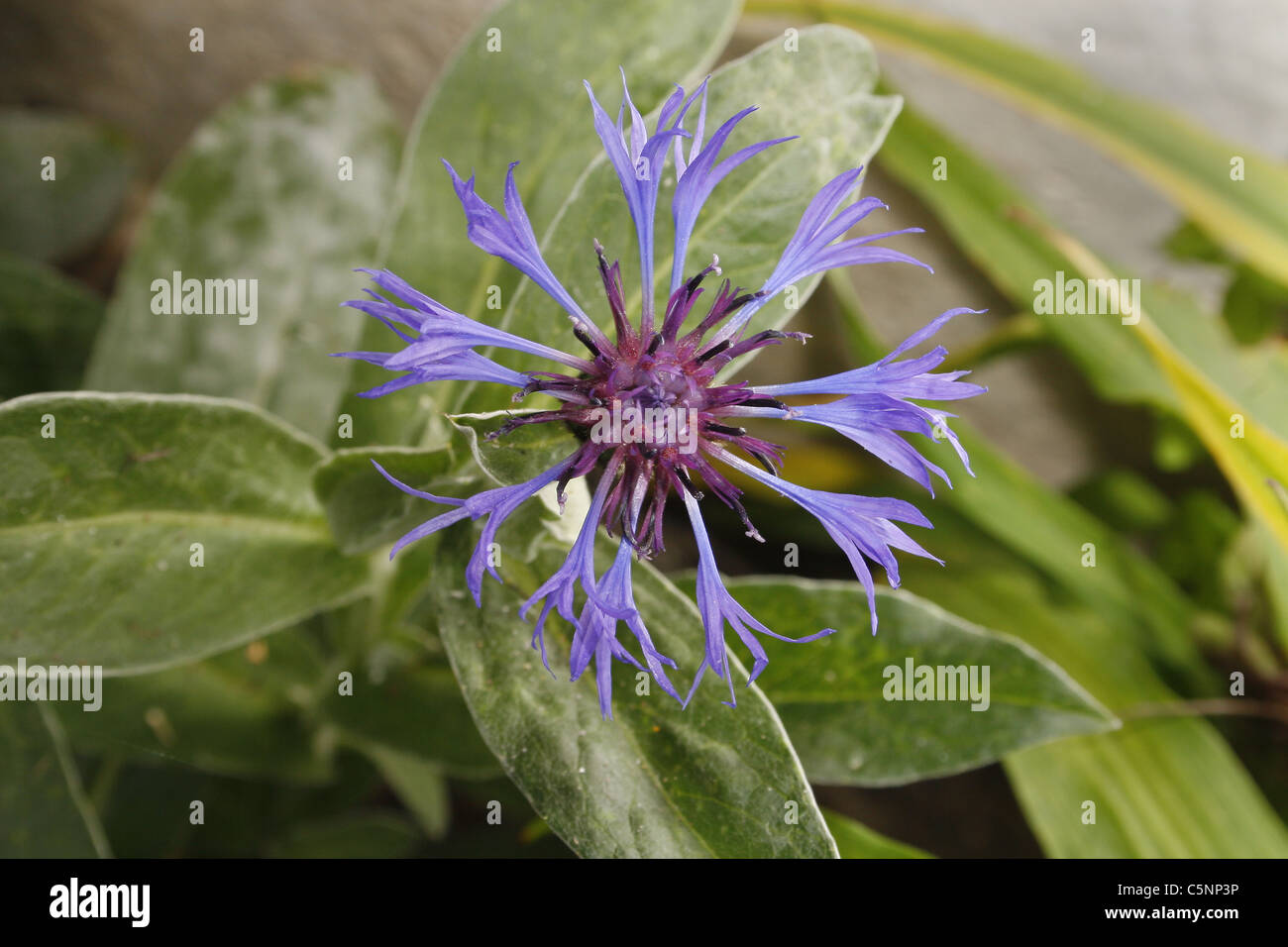 Viola prosa in giardino. Worksop, Notts, Inghilterra la Centaurea montana Foto Stock