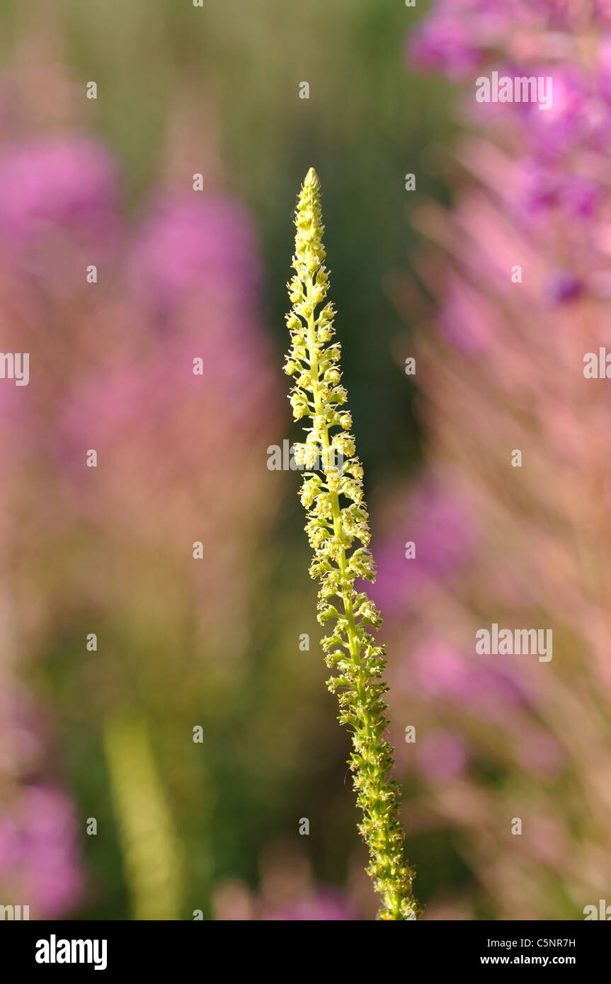 Saldare, Reseda luteola Foto Stock