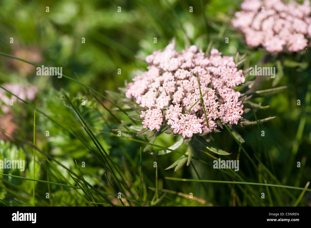 Mare, Carota Daucus carota ssp gummifer, in fiore Foto Stock