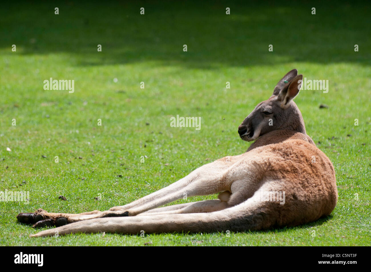 Canguro rosso (Macropus rufus) Foto Stock