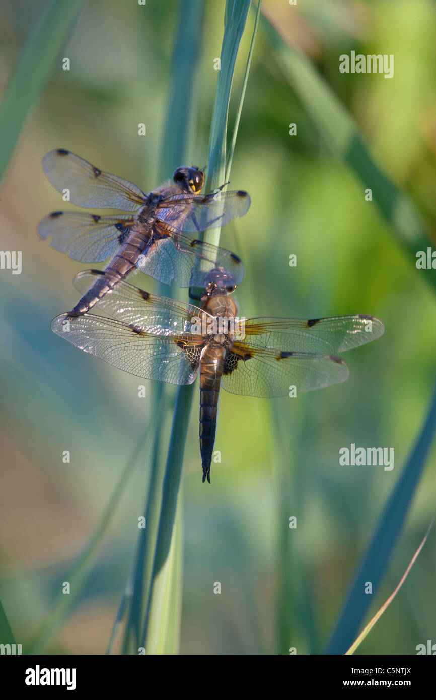 Due di quattro-spotted Chaser libellule (Libellula quadrimaculata) poggiante su steli di reed a parete di prosciutto Riserva Naturale Foto Stock