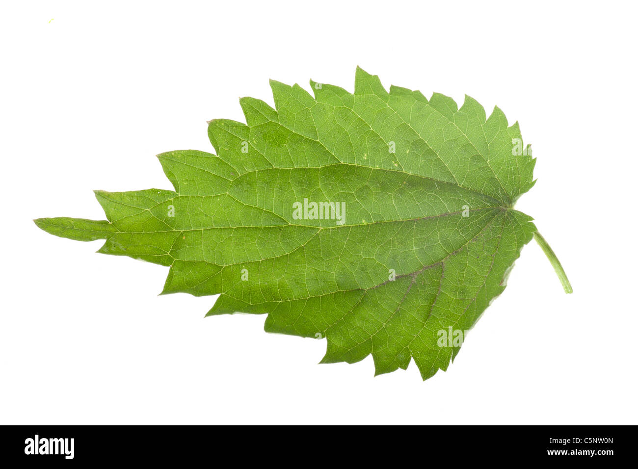 Fresco verde foglia di ortica isolato su un bianco Foto Stock