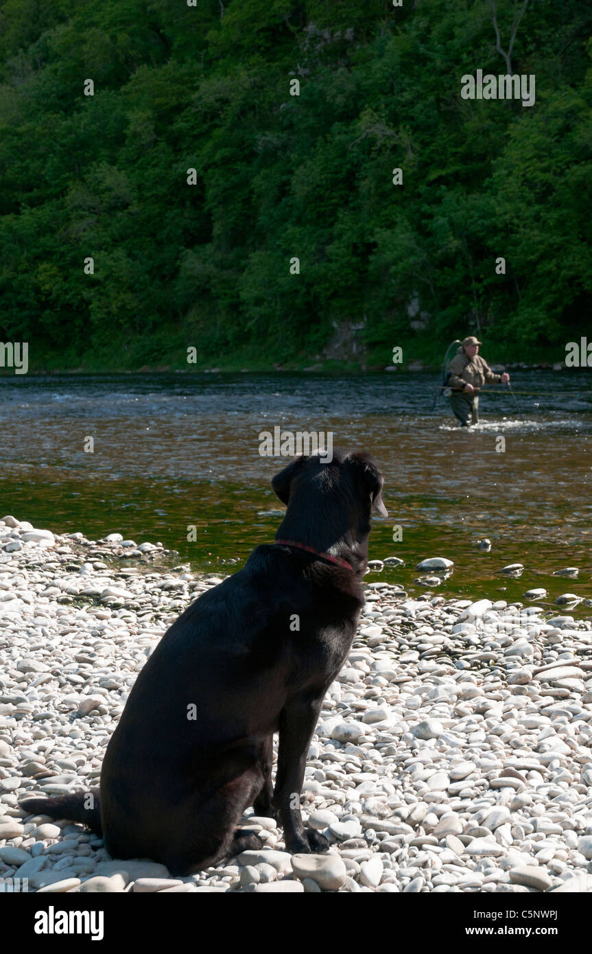 Nero Labrador Retriever cane guarda il suo padrone di Pesca a Mosca Report di Pesca sul fiume Tweed, Scozia Foto Stock