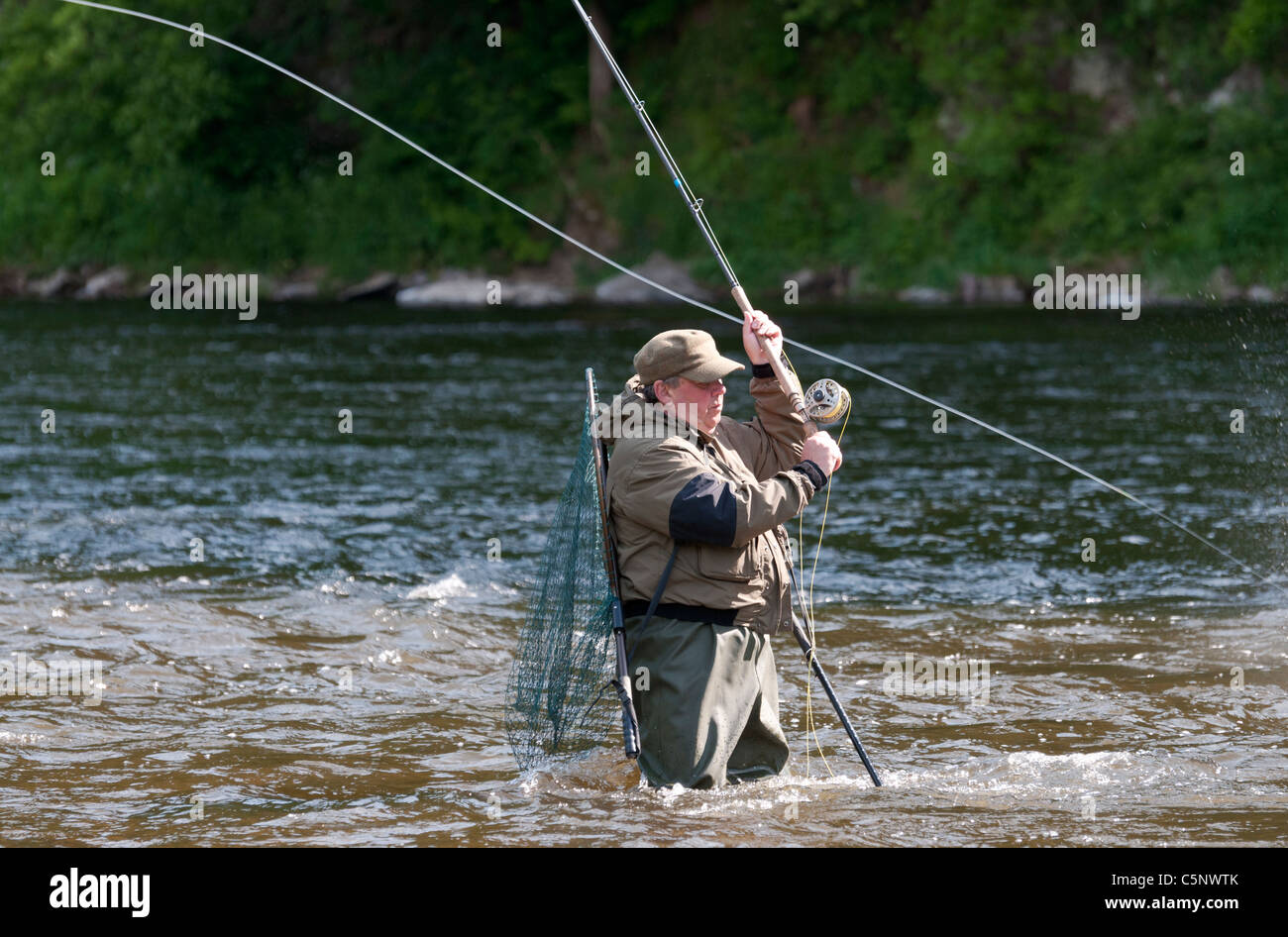 Pescatore di Pesca a Mosca Report di Pesca al salmone nel fiume Tweed, Scottish Borders, Scozia Foto Stock