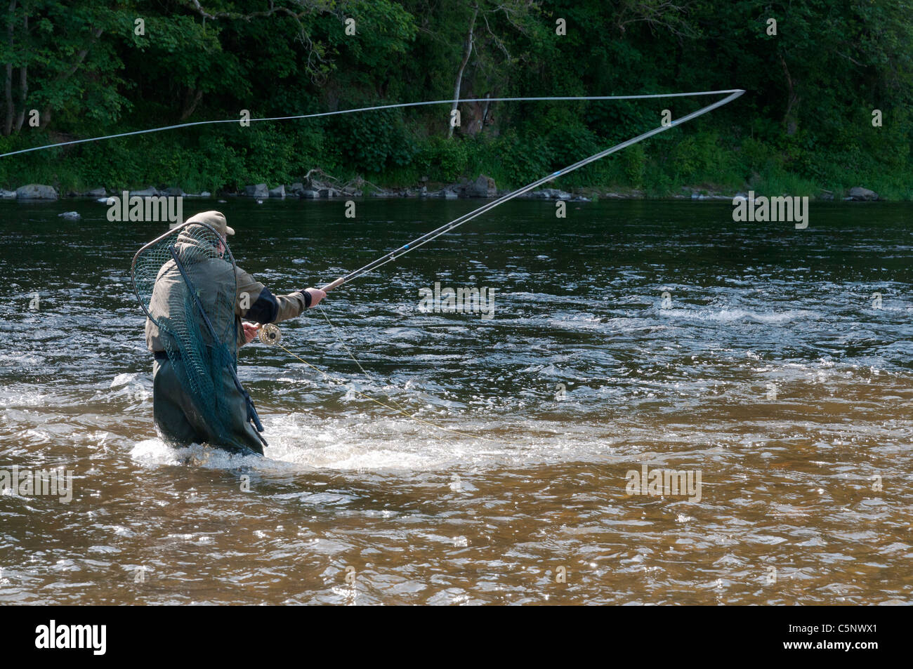 Pescatore di Pesca a Mosca Report di Pesca al salmone nel fiume Tweed, Scottish Borders, Scozia Foto Stock