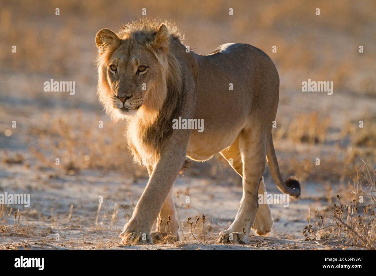 Lion camminando nel deserto Foto Stock