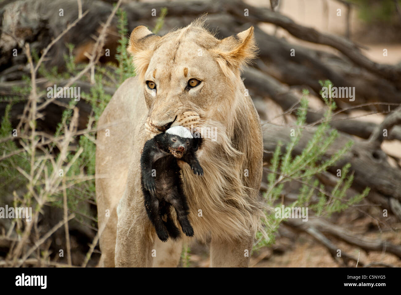 Lion con honey bear in bocca Foto Stock