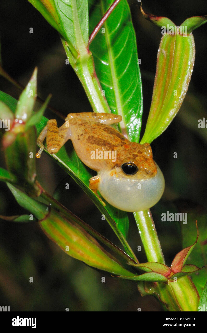 Maschio arbusto comune (Rana philautus popularis) chiamando in Sinharaja Rain Forest, Sri Lanka Foto Stock
