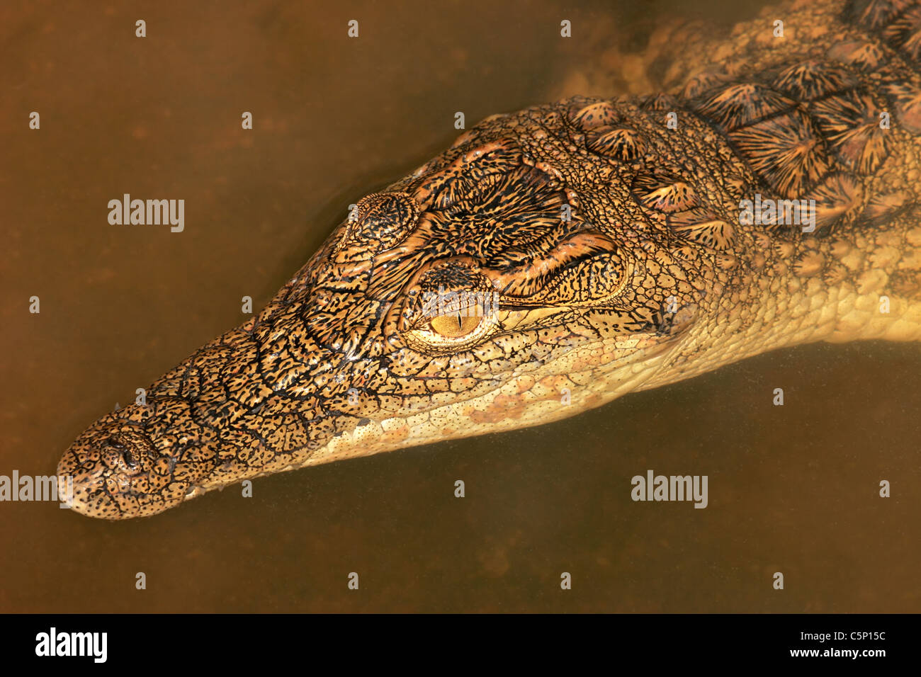Ritratto di un coccodrillo del Nilo (Crocodylus niloticus) immerso in acqua, Sud Africa Foto Stock
