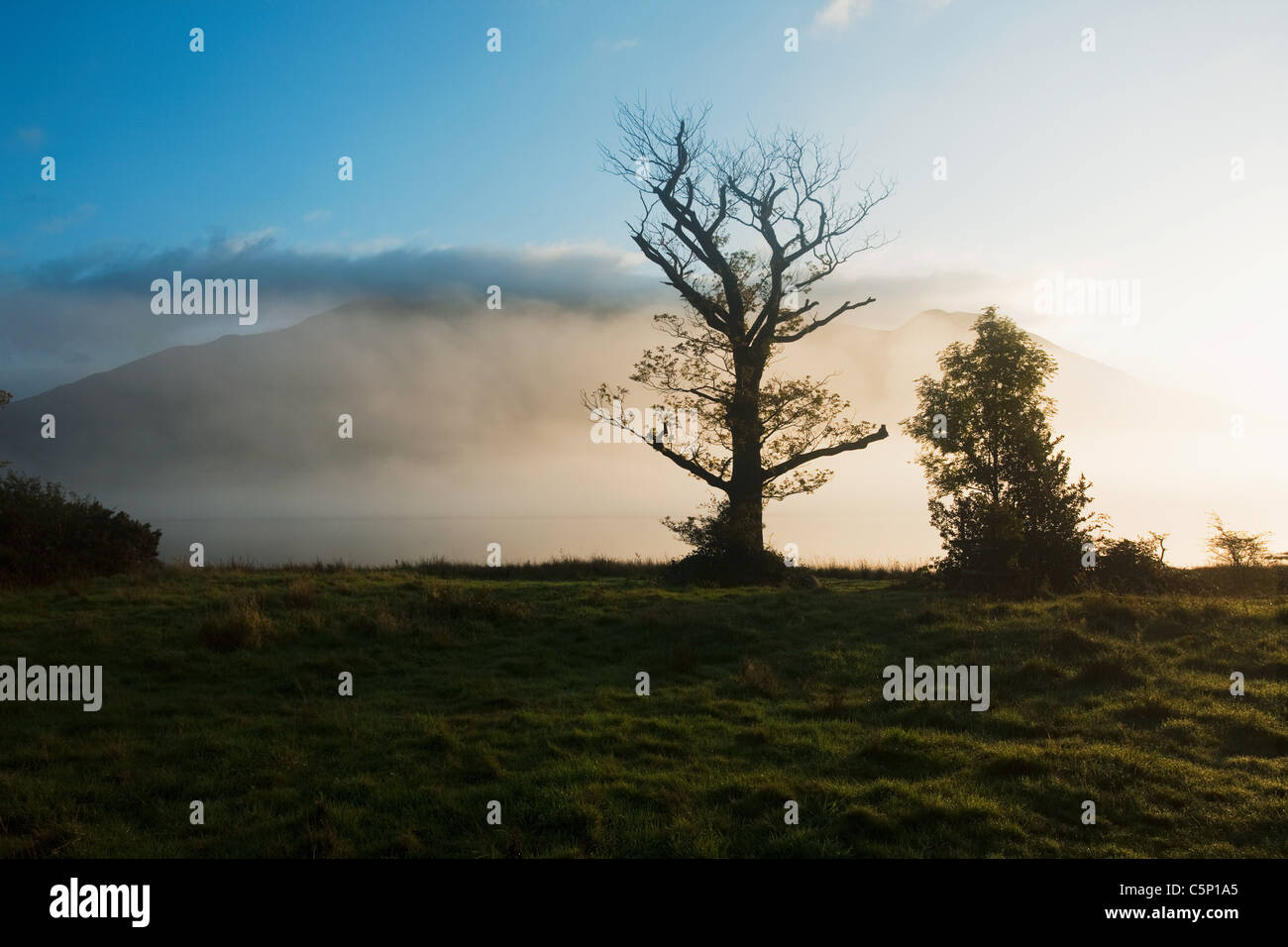 Misty campo con alberi vicino a Bassenthwaite Lake, Lake District, REGNO UNITO Foto Stock