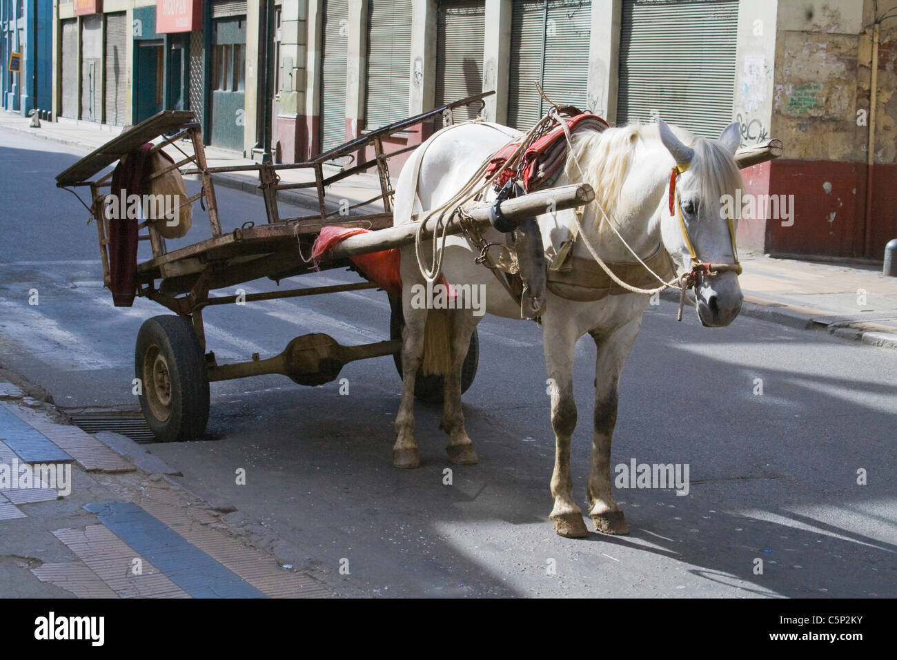 Cavallo tirando il carrello, Valparaiso, Cile, Sud America Foto Stock