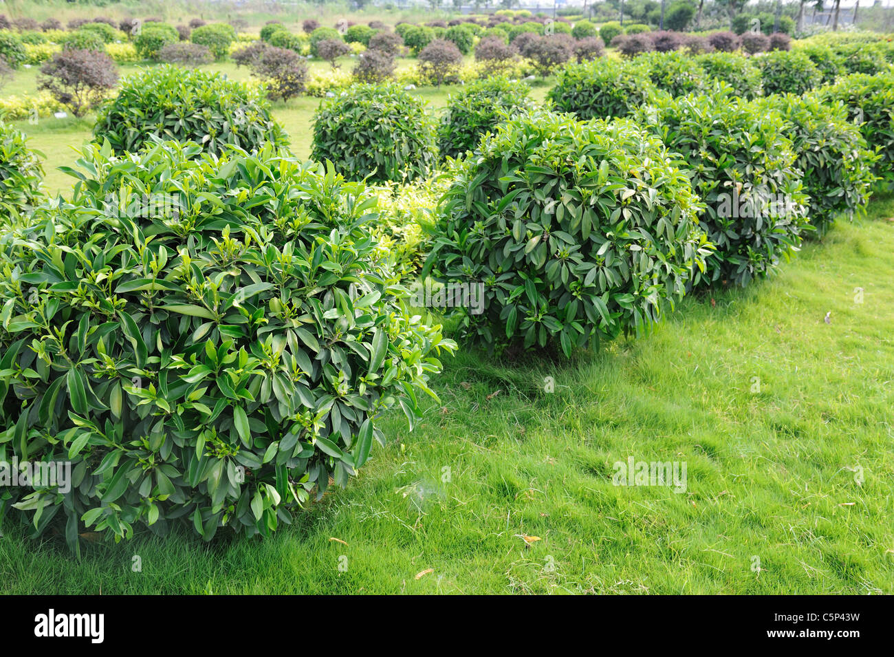 Il tè verde di alberi in campo Foto Stock