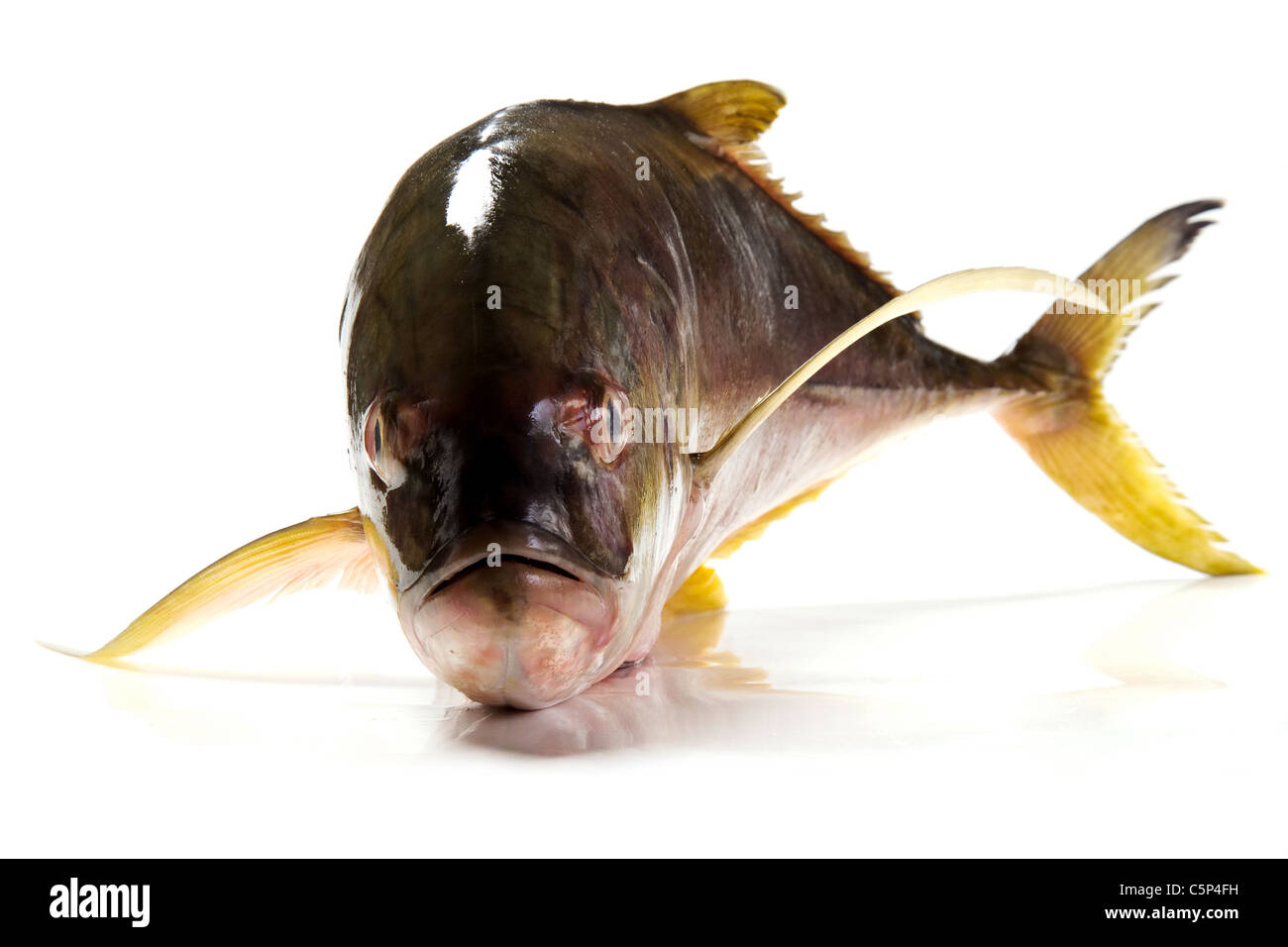 Sugarello Foto Stock