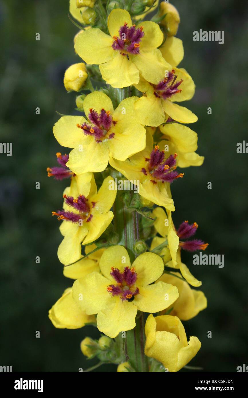 Close-up di fioritura scuro Molène Mullein nigrum Foto Stock