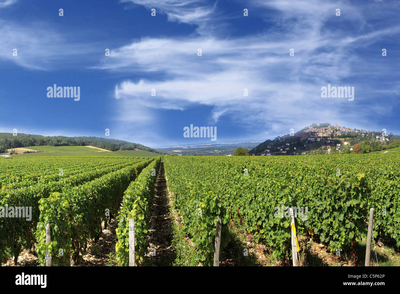 Vigneto vitigni e uve per il raccolto dei grandi vini di Francia Foto Stock