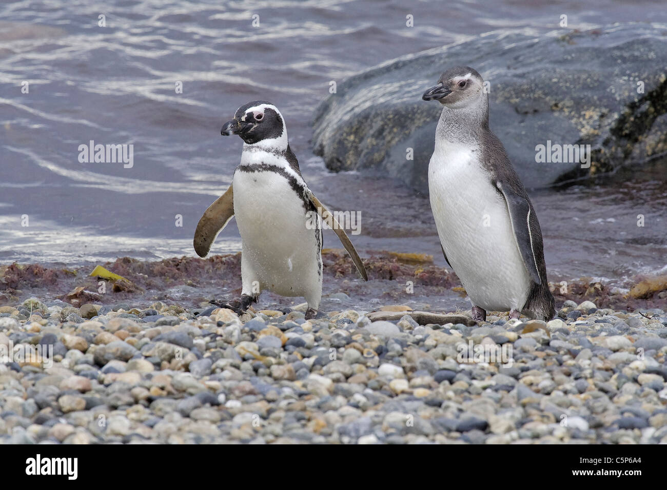 Magellanic Penguin (Spheniscus magellanicus), Seno Otway, Cile, Sud America Foto Stock