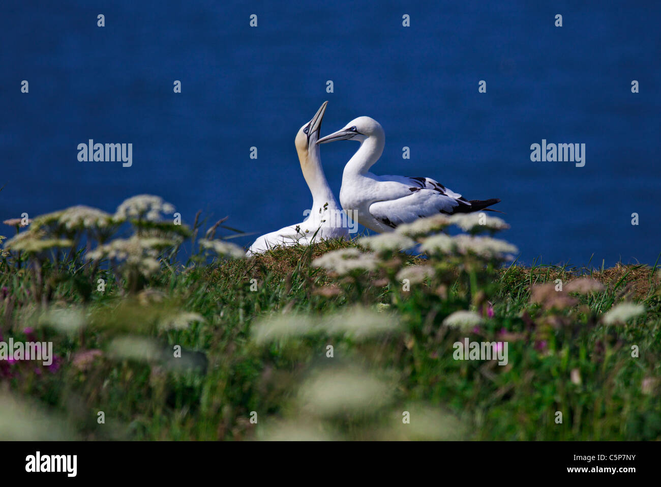 Le sule, Morus bassanus, nel corteggiamento visualizza, RSPB Riserva, Bempton Cliffs, REGNO UNITO Foto Stock