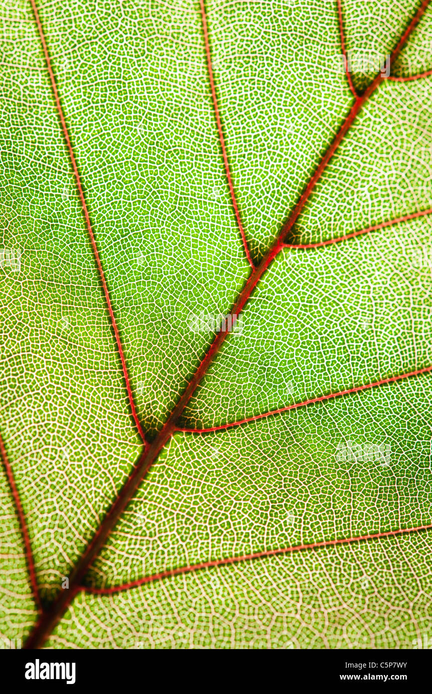 Foglia verde texture Foto Stock