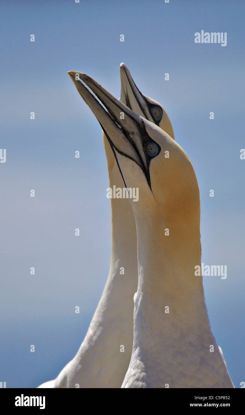 Le sule, Morus bassanus, nel corteggiamento su Bass Rock, Scotland, Regno Unito Foto Stock