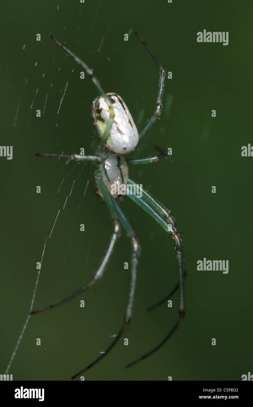 Un frutteto spider (Leucauge venusta) nel suo web, contro uno sfondo verde. Foto Stock