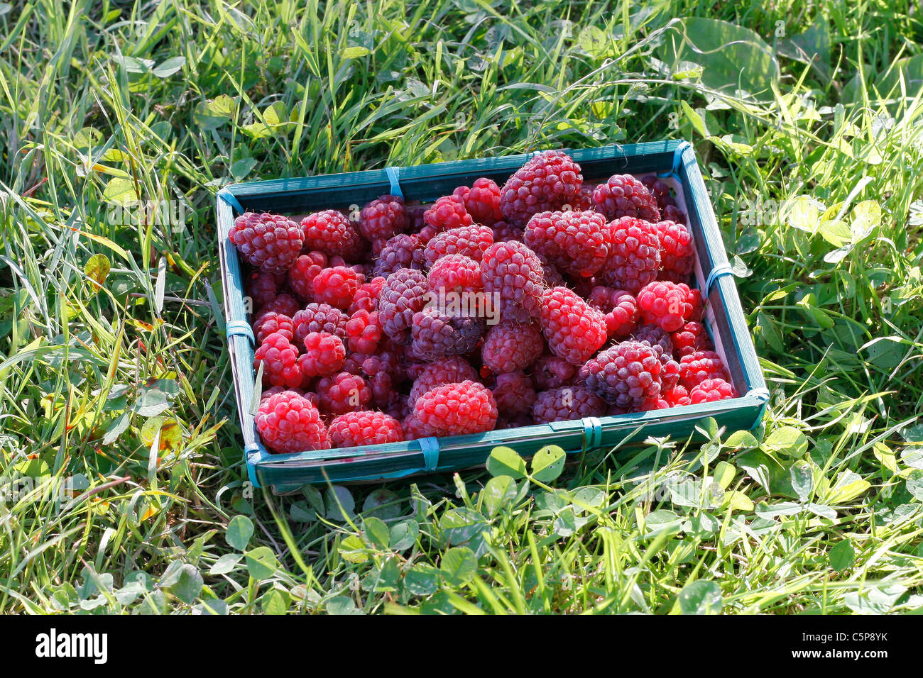 Lampone (Rubus idaeus) e tay bacche (Rubus x loganobaccus) in piccoli cestello sul prato. Foto Stock