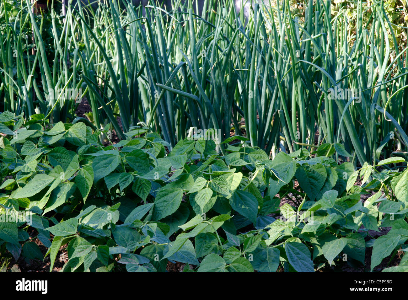 Letti misti di verdure (fagioli -Phaseolus vulgaris- e cipolle : Allium cepa-) in un orto. Foto Stock