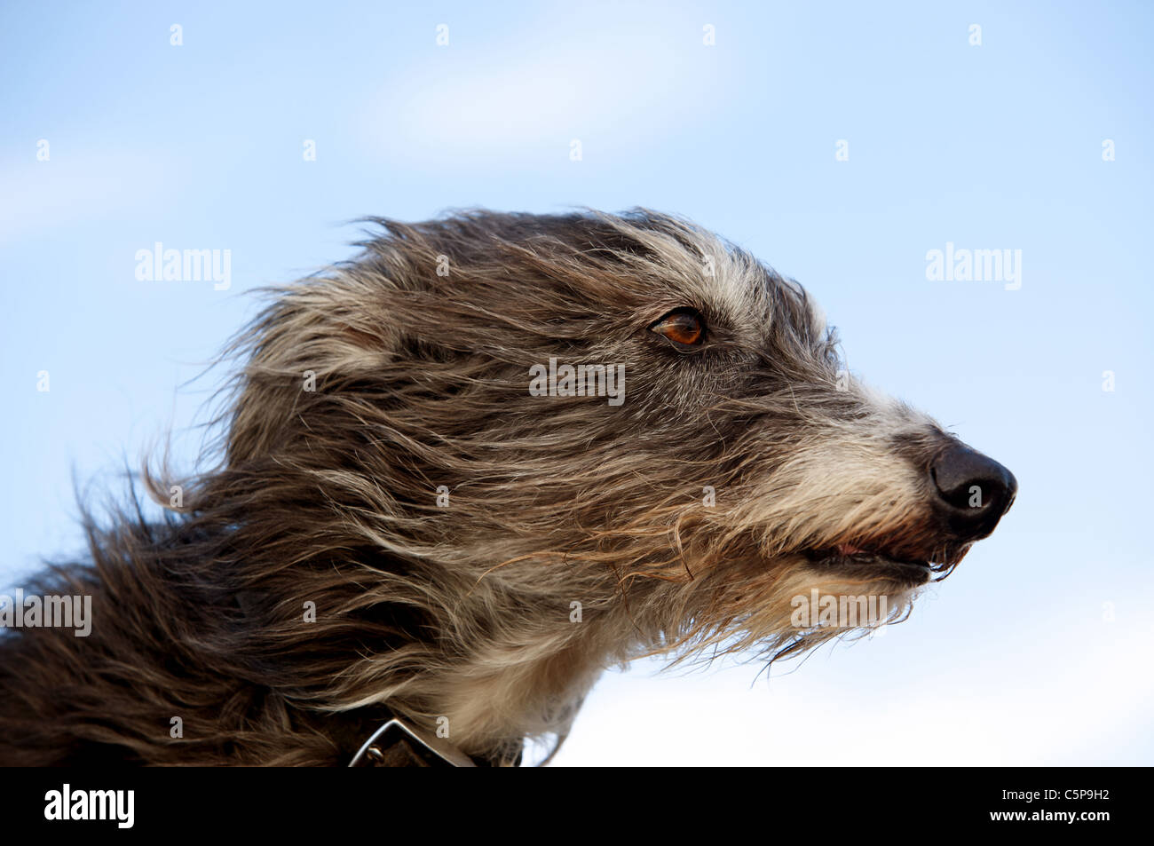 Deerhound croce dog Foto Stock