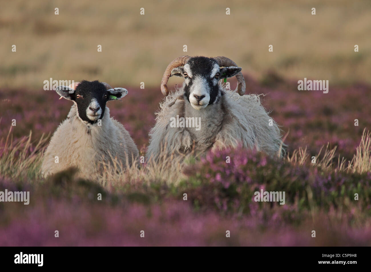 Pecore, Ovis aries, su heather moorland, parco nazionale di Northumberland, Regno Unito Foto Stock