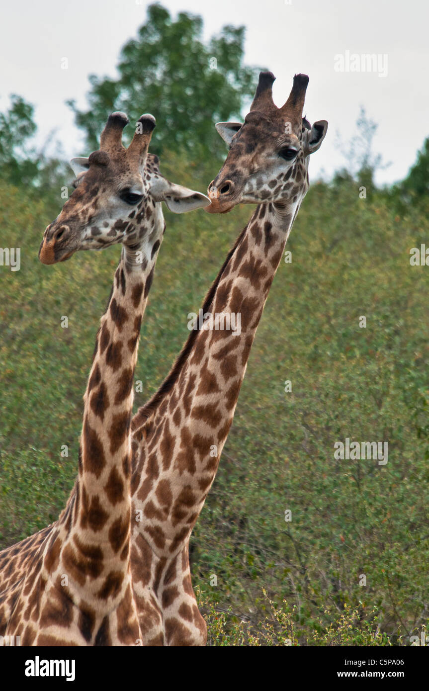Una coppia di Masai giraffe, Giraffa camelopardalis, il Masai Mara riserva nazionale, Kenya, Africa Foto Stock