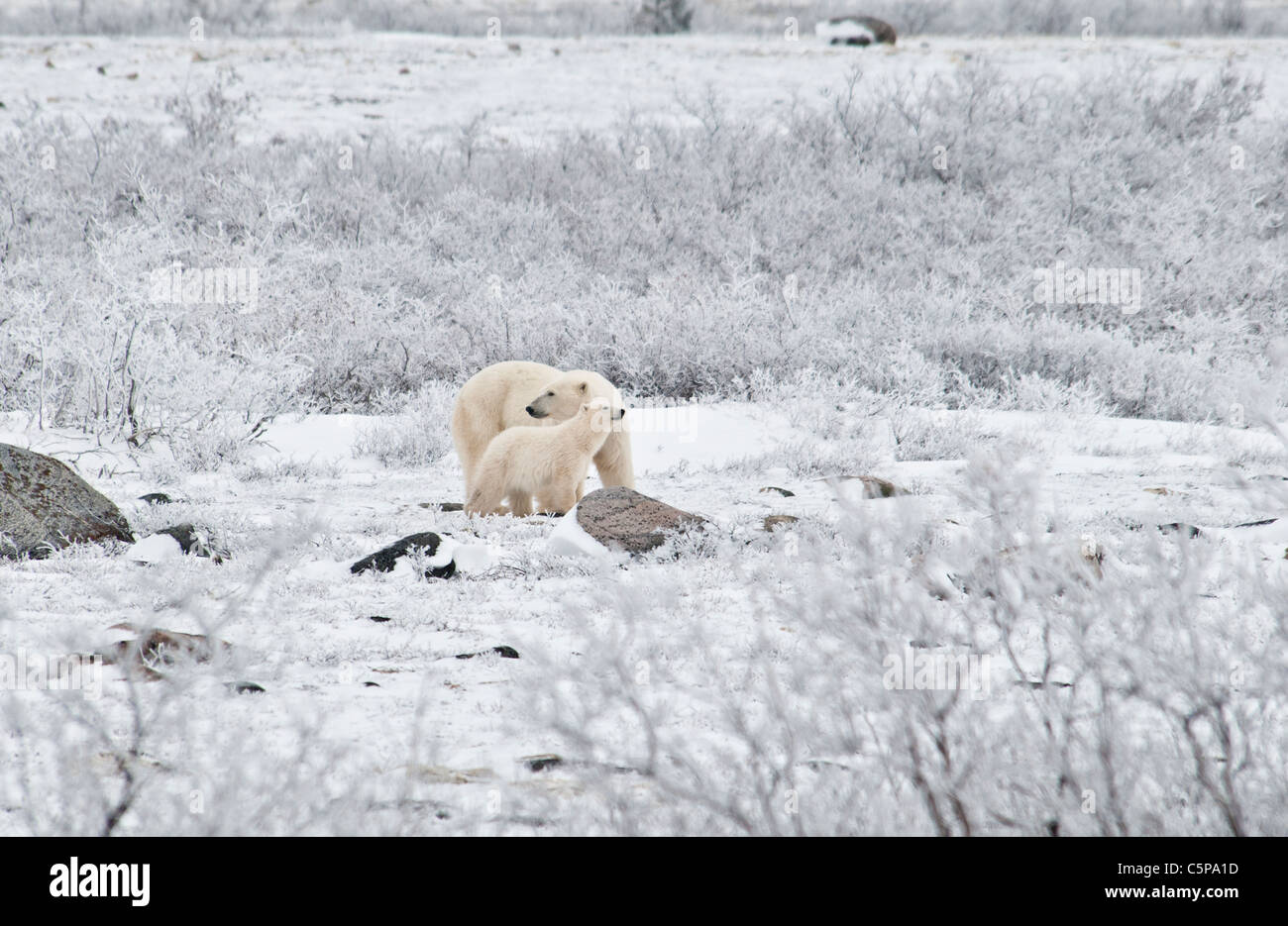 Orso polare Madre con Coy, Ursus maritimus, Wapusk National Park, nei pressi della Baia di Hudson, Cape Churchill, Manitoba, Canada Foto Stock