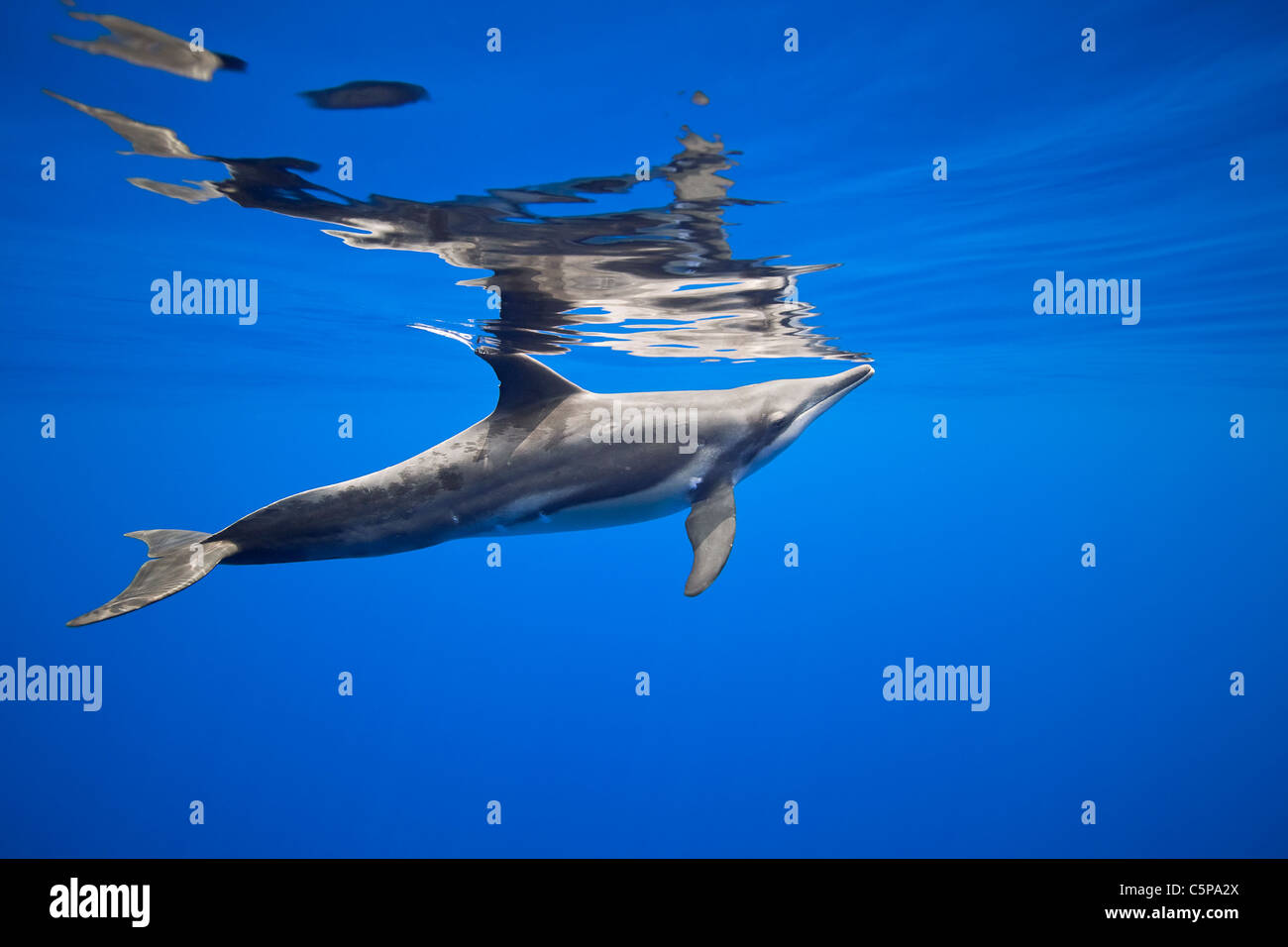 Rough-delfino dentata, Steno bredanensis, Costa di Kona, Big Island, Hawaii, USA, Oceano Pacifico Foto Stock